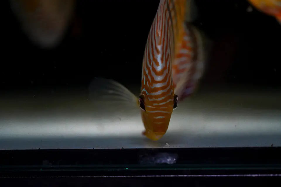 Iripixi Royal 6