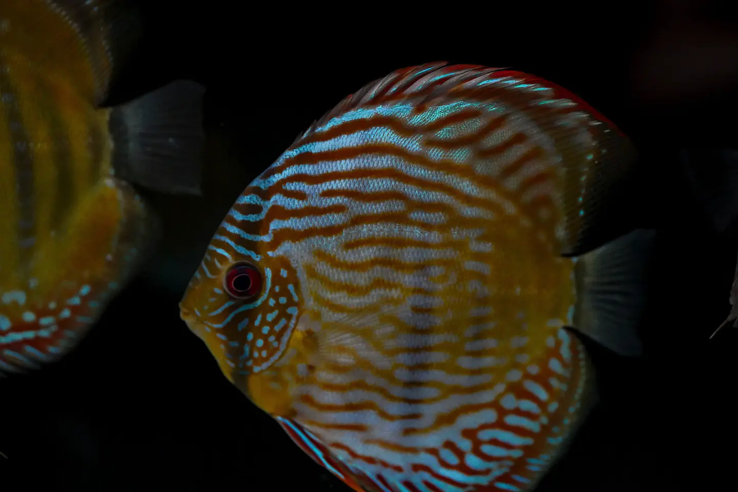 Iripixi Royal 7
