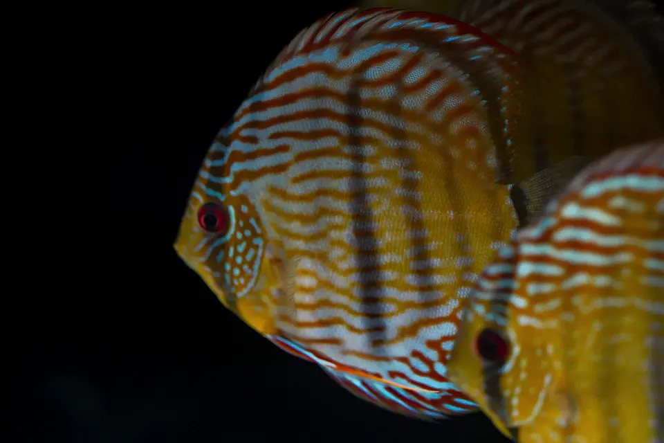 Iripixi Royal 10