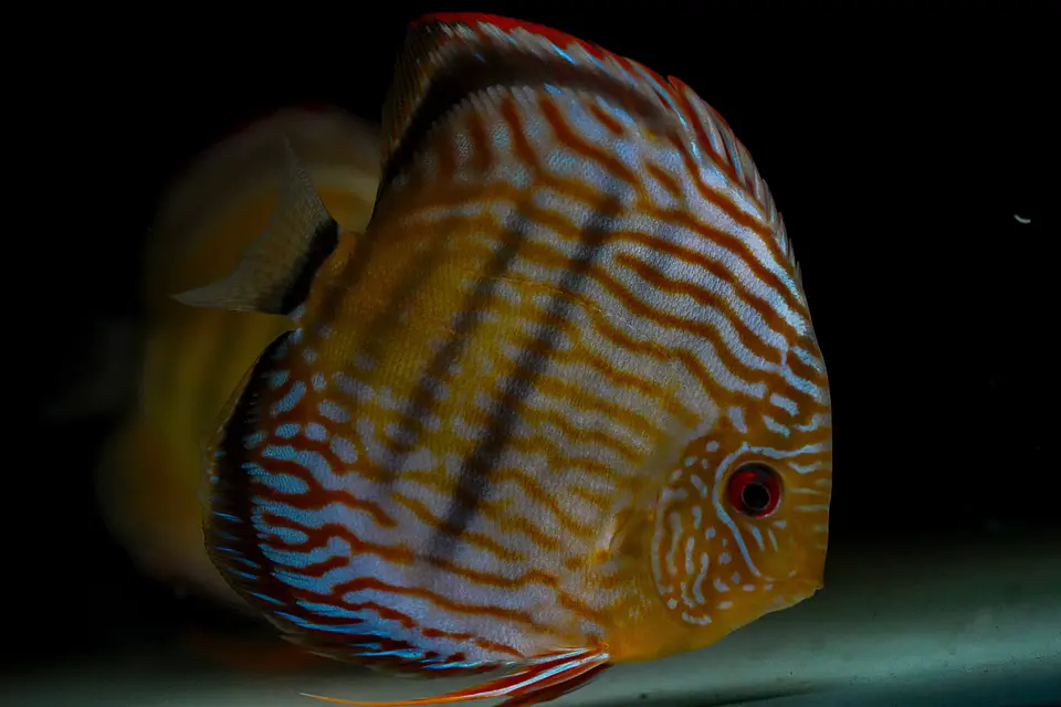 Iripixi Royal 11