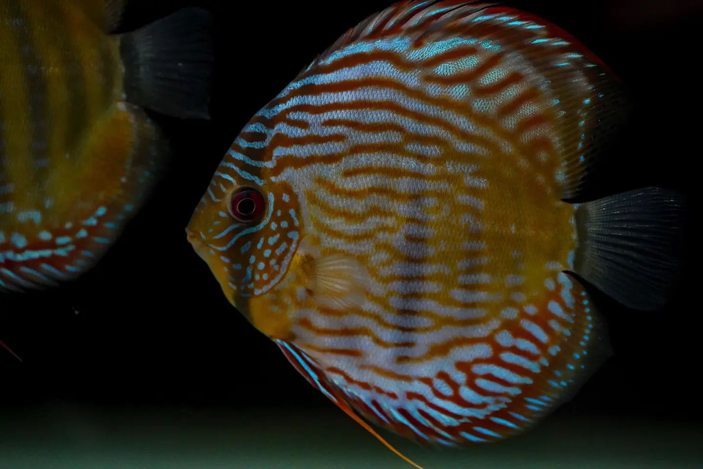 Iripixi Royal 12