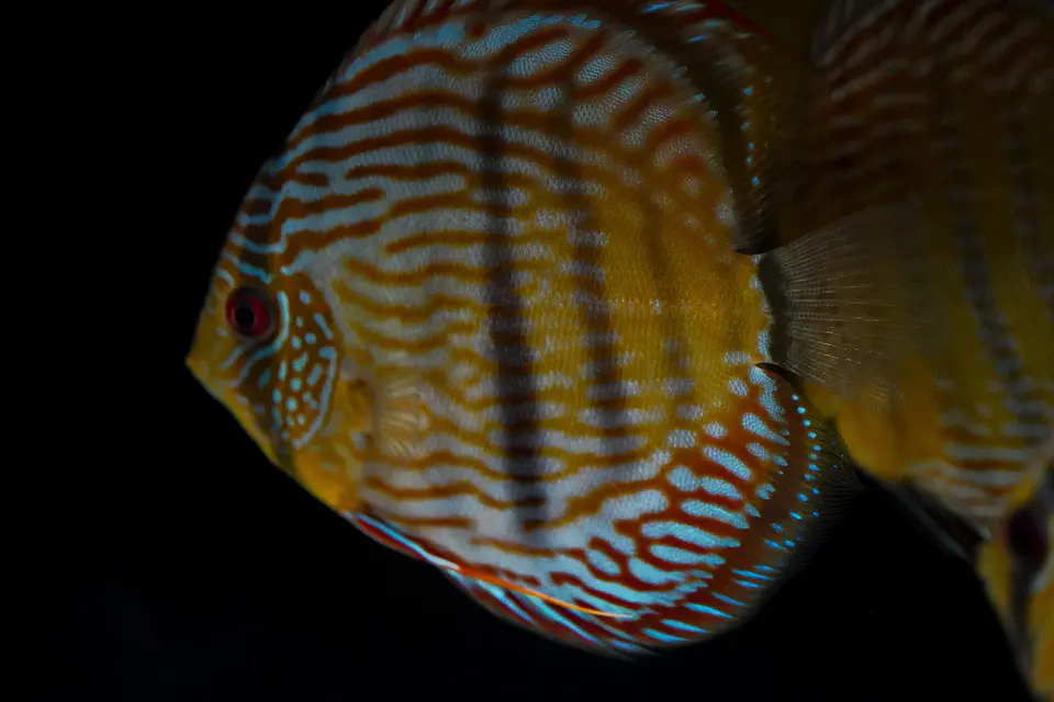 Iripixi Royal 9