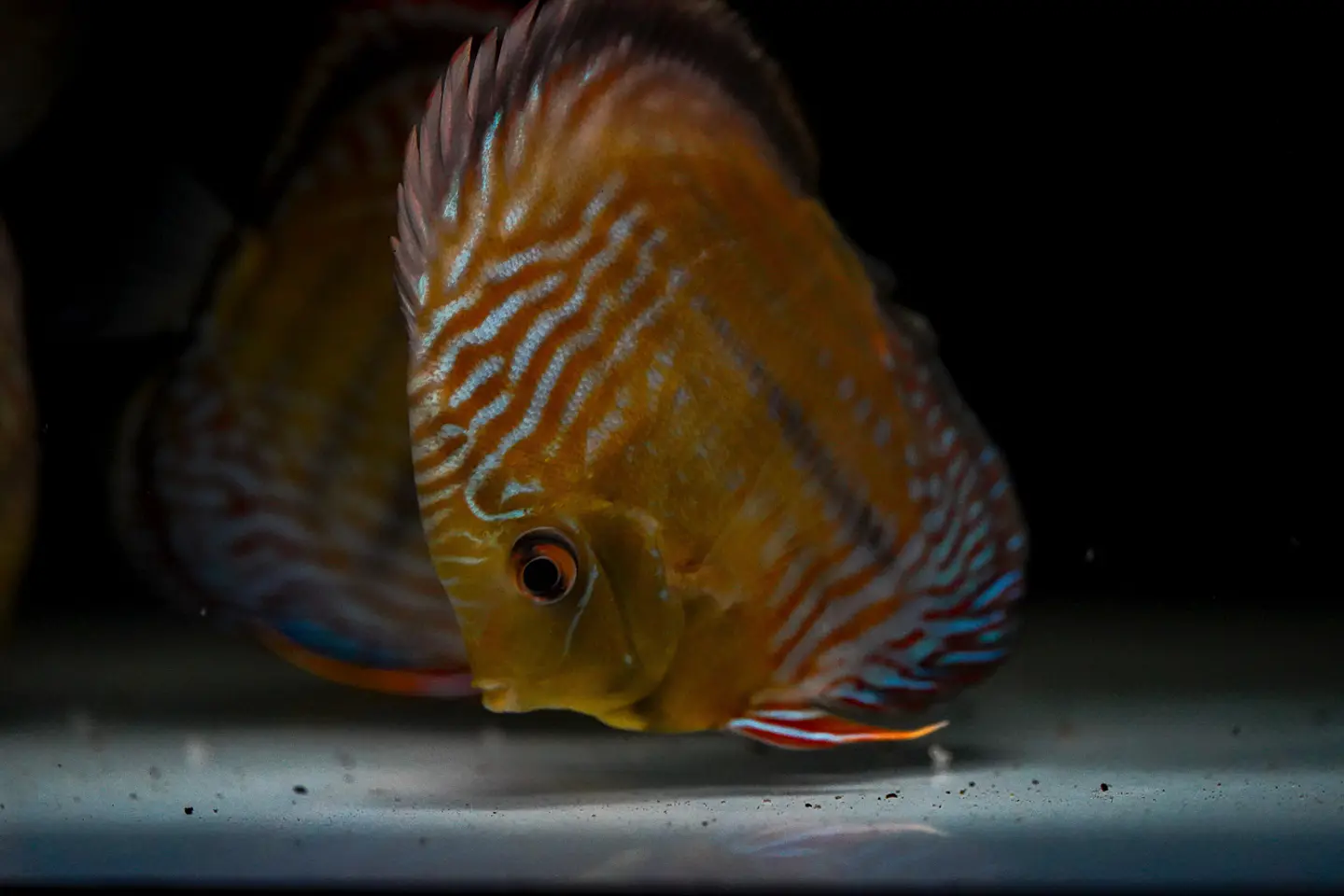 Golden Ica Bar 2