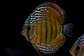 Golden Ica Bar - Thumbnail 7