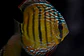Golden Ica Bar - Thumbnail 6