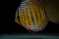 Golden Ica Bar - Thumbnail 3