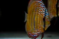 Golden Ica Bar - Thumbnail 4