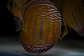 Golden Ica Bar - Thumbnail 8