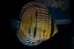 Golden Ica Bar - Thumbnail 1