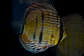 Golden Ica Bar - Thumbnail 2