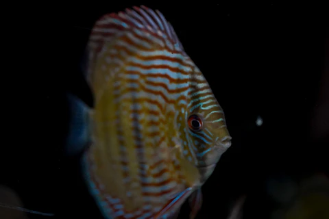 Iripixi Royal