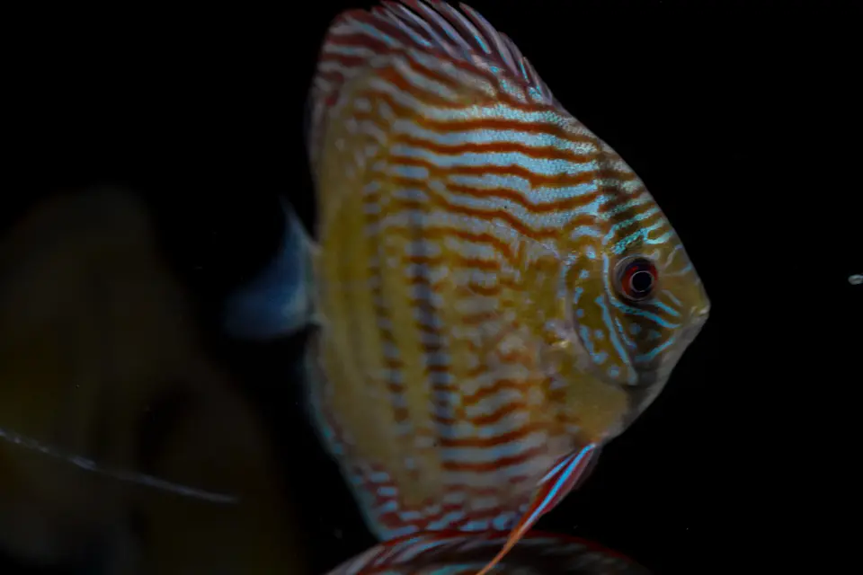 Iripixi Royal 2