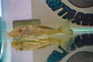 Ancistomus snethlageae - L141 - Cascudo Fantasma // 6 a 9 cm - thumbnail 2