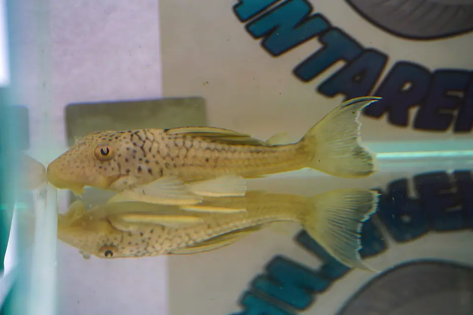 Ancistomus snethlageae - L141 - Cascudo Fantasma // 6 a 9 cm 2