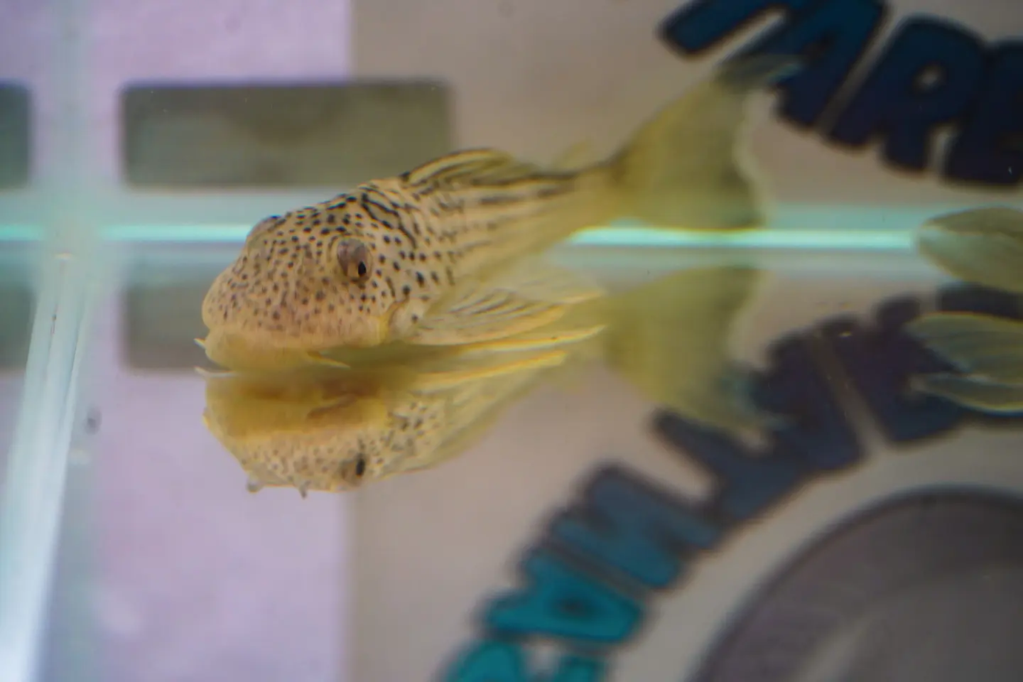 Ancistomus snethlageae - L141 - Cascudo Fantasma // 6 a 9 cm 1