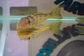 Ancistomus snethlageae - L141 - Cascudo Fantasma // 6 a 9 cm - thumbnail 1