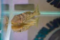 Ancistomus snethlageae - L141 - Cascudo Fantasma // 6 a 9 cm - thumbnail 3