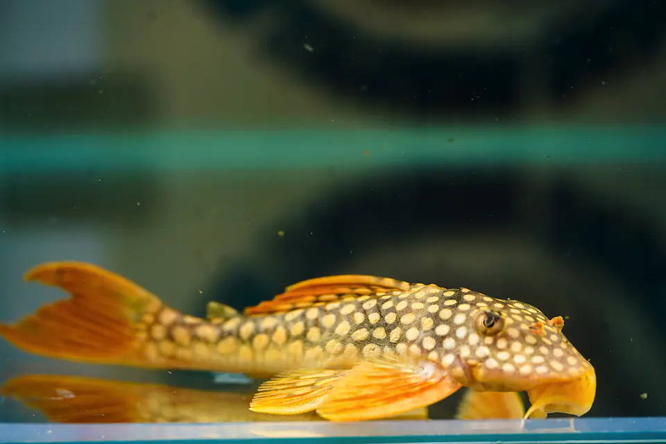 Scobinancistrus aureatus - L014 8-10 cm 1