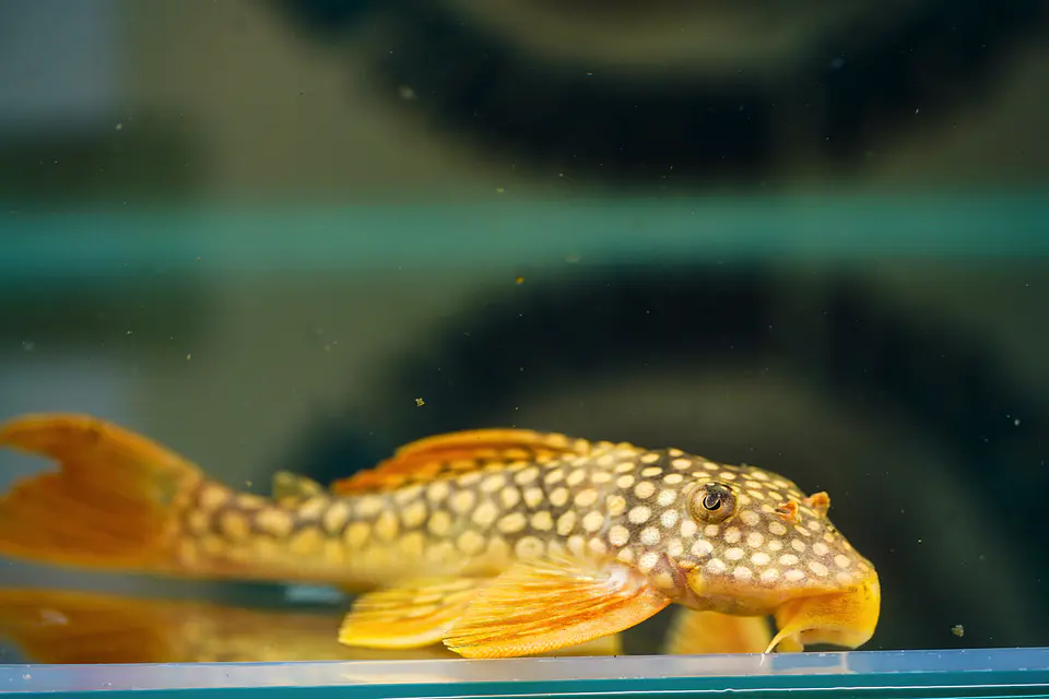 Scobinancistrus aureatus - L014 8-10 cm 3