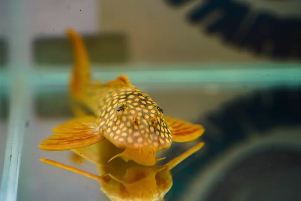 Scobinancistrus aureatus - L014 - 11-14 cm 2