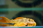 Scobinancistrus aureatus - L014 - 11-14 cm - Vorschaubild 3