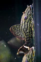 Panaque sp. - L191  Royal Pleco 8-12 cm - Thumbnail 1
