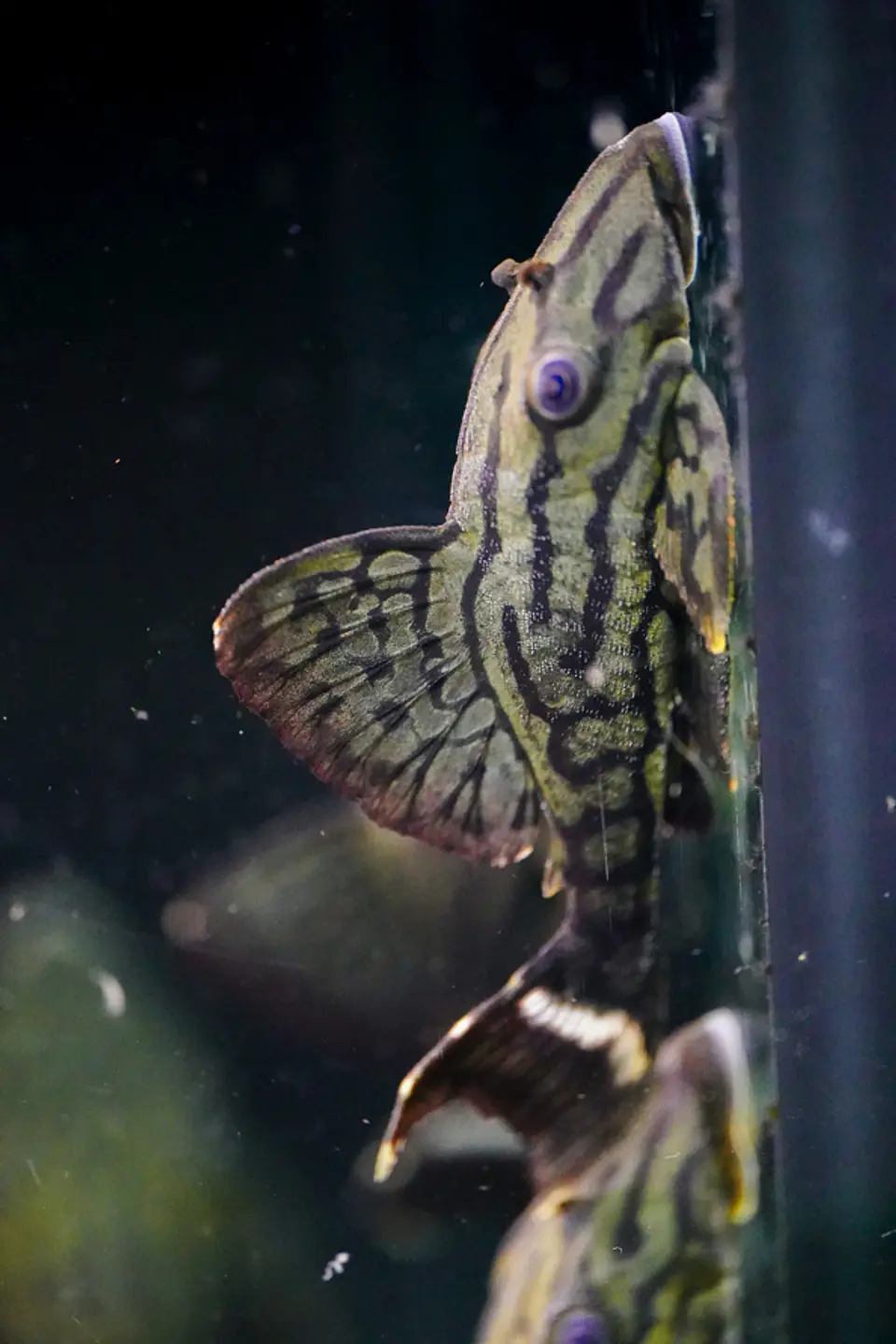 Panaque sp. - L191  Royal Pleco 8-12 cm 1