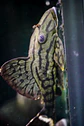 Panaque sp. - L191  Royal Pleco 8-12 cm - Thumbnail 2