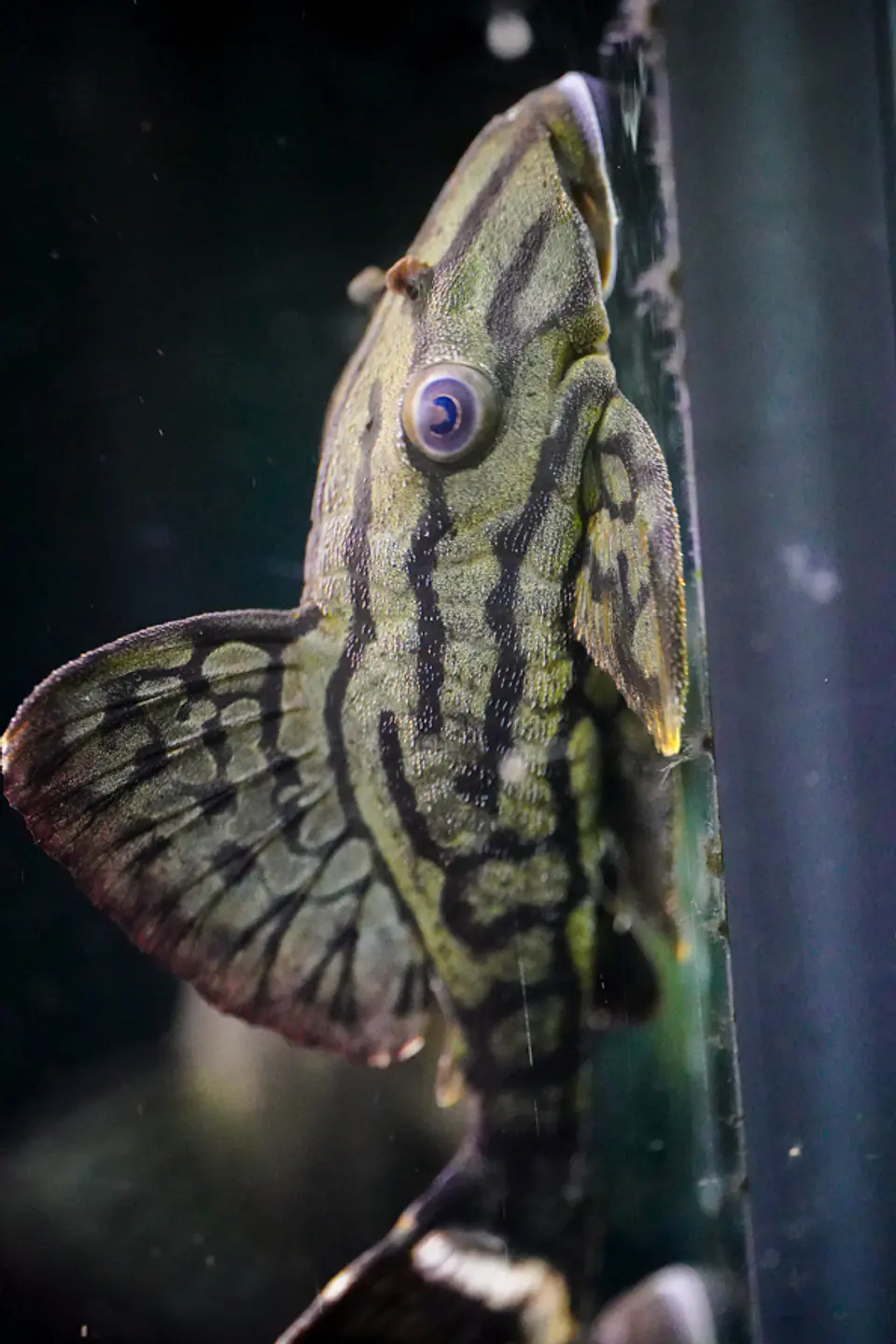 Panaque sp. - L191  Royal Pleco 8-12 cm 2