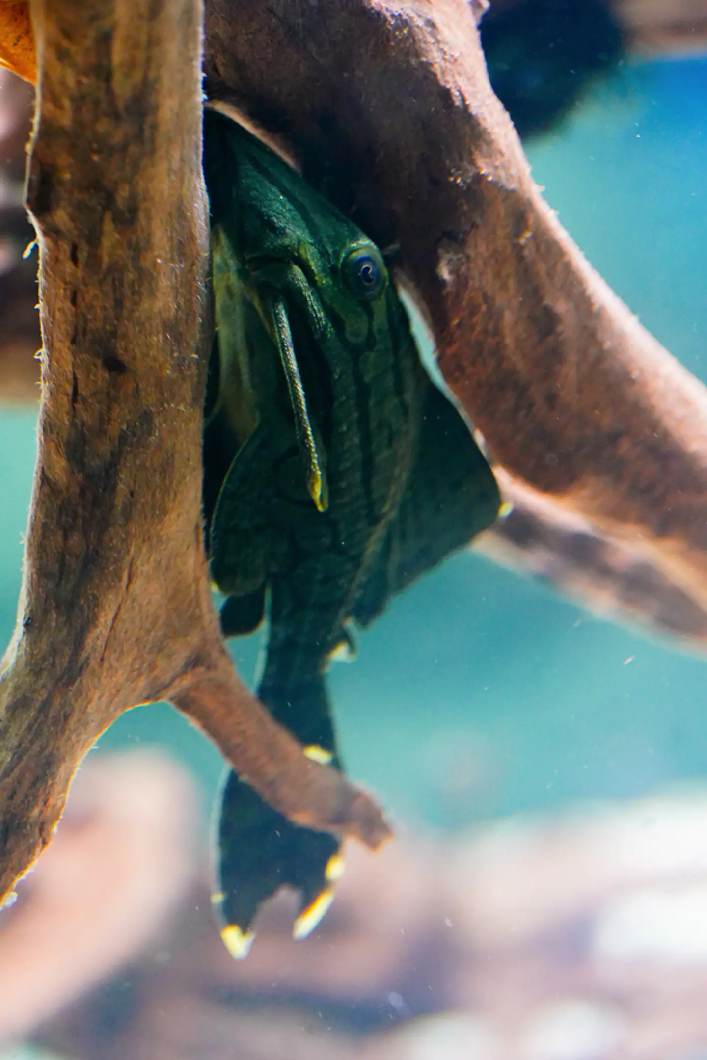 Panaque sp. - L191  Royal Pleco 8-12 cm 4