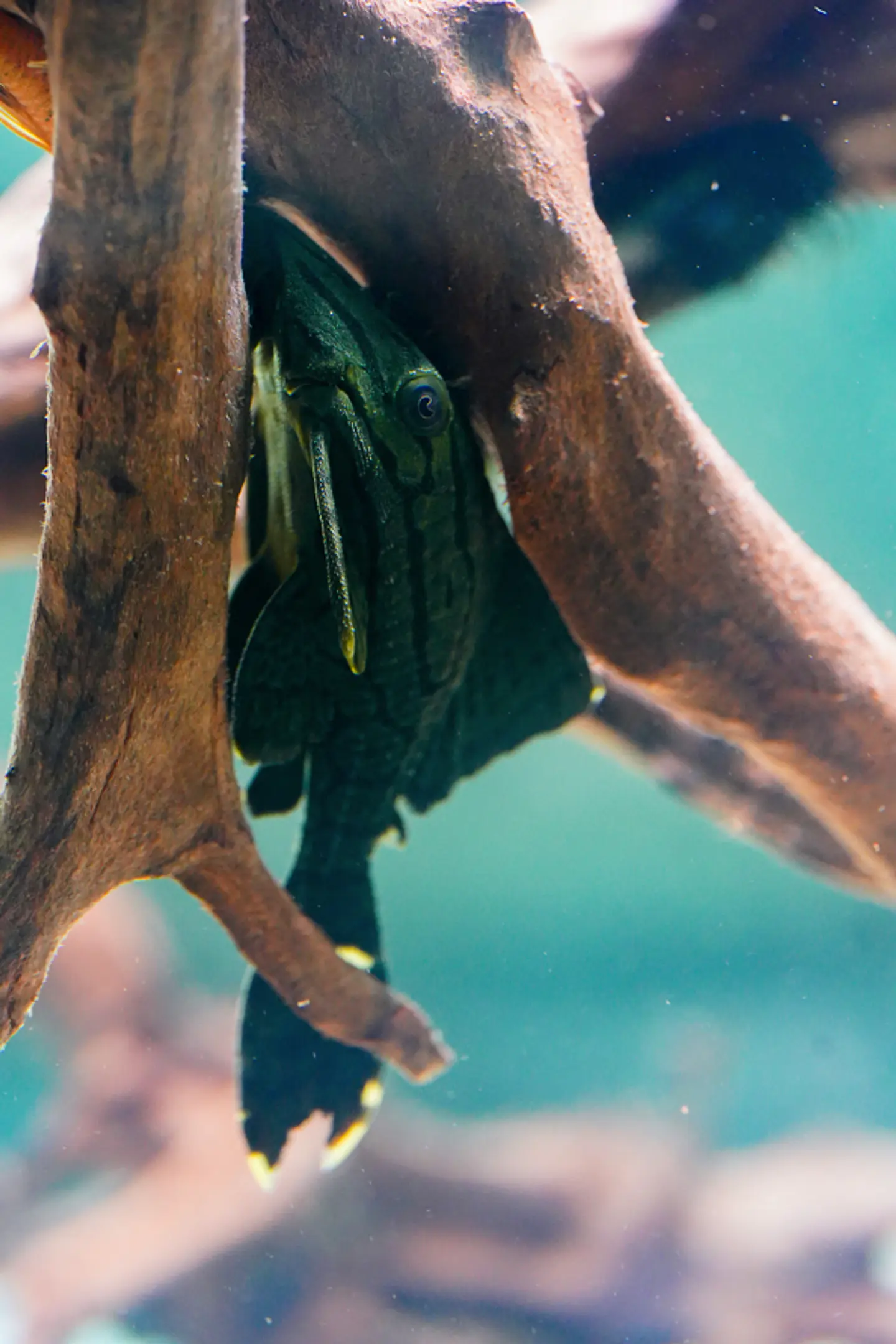 Panaque sp. - L191  Royal Pleco 8-12 cm 6