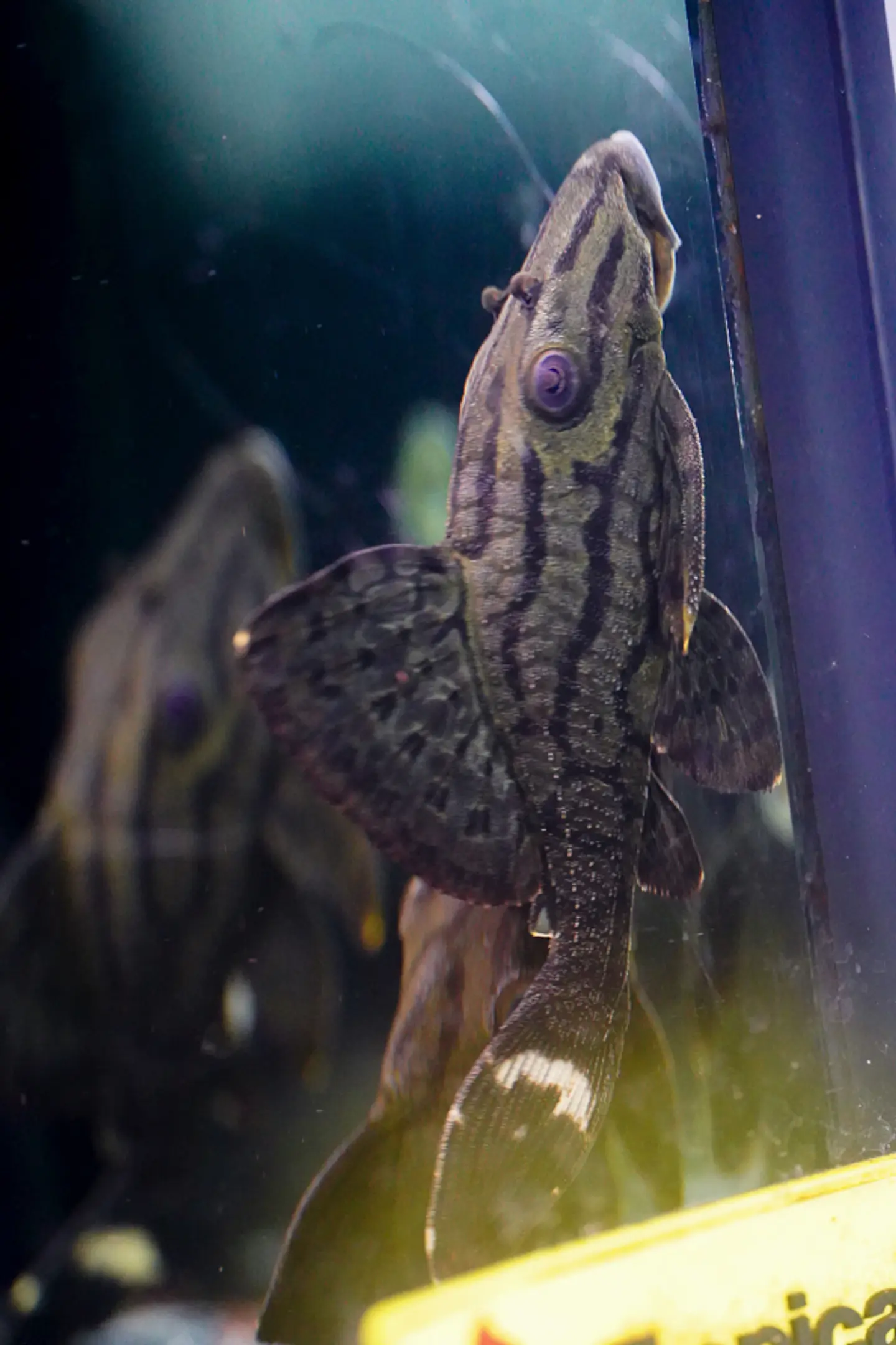 Panaque sp. - L191  Royal Pleco 8-12 cm 7