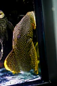 Baryancistrus xanthellus  L081 - Pepita de Ouro - 20-22 cm - thumbnail 1