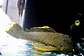 Baryancistrus xanthellus  L081 - Pepita de Ouro - 20-22 cm - thumbnail 2