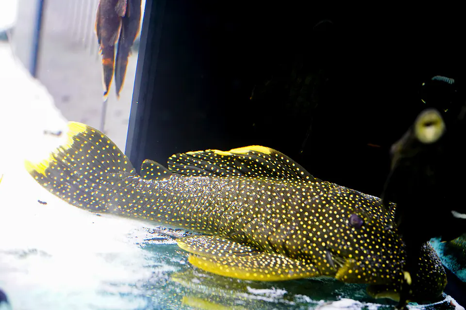 Baryancistrus xanthellus  L081 - Pepita de Ouro - 20-22 cm 2