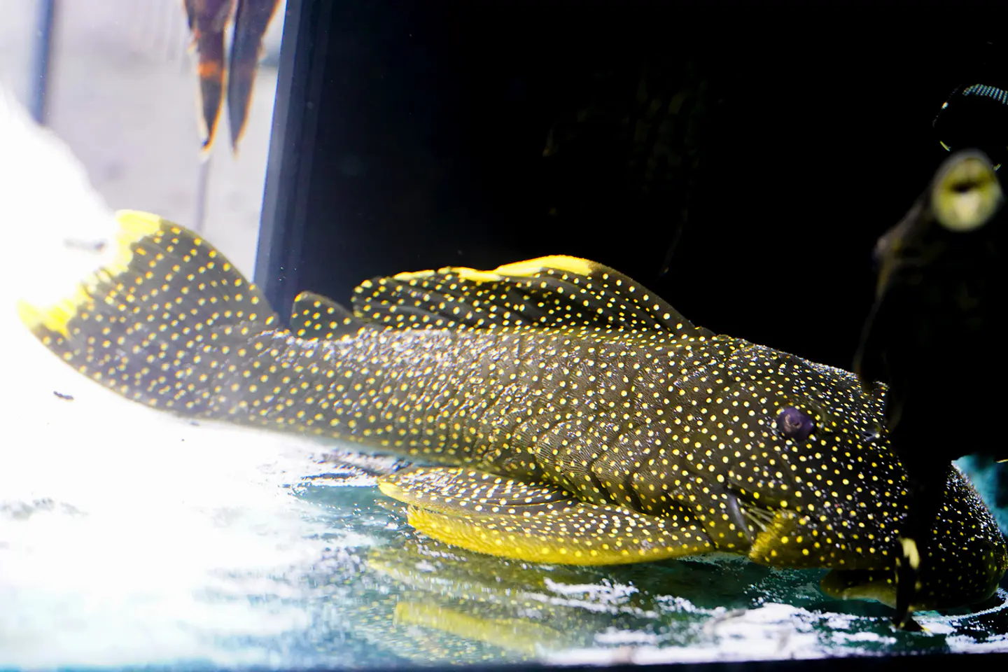 Baryancistrus xanthellus  L081 - Pepita de Ouro - 20-22 cm 4
