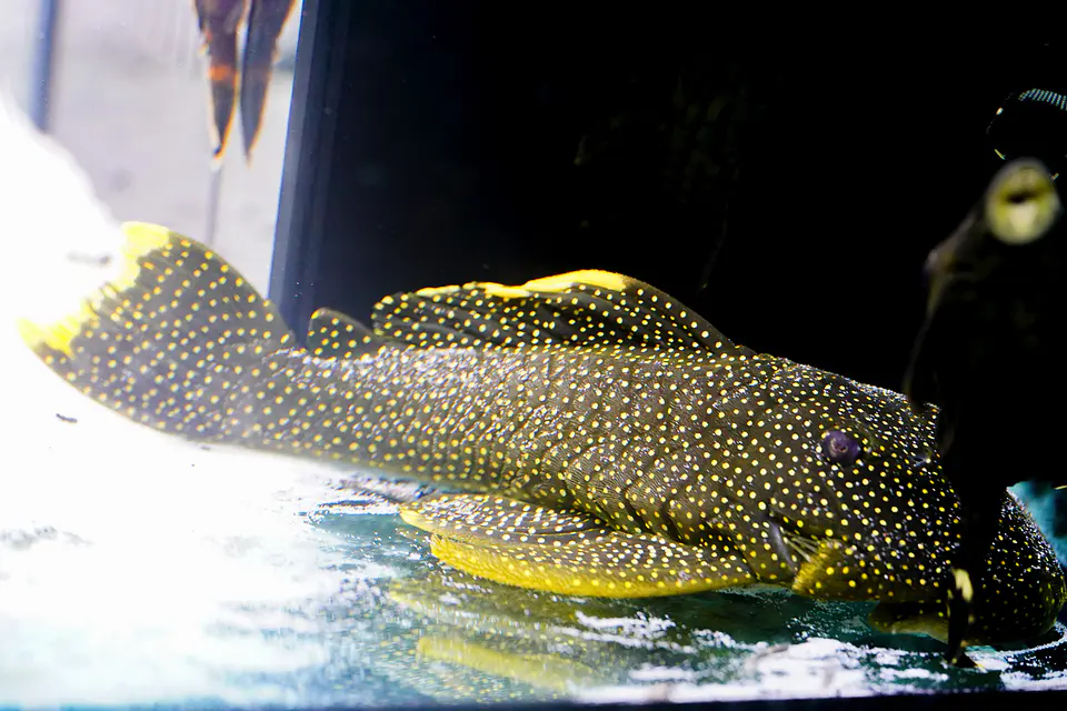 Baryancistrus xanthellus  L081 - Pepita de Ouro - 20-22 cm 4