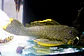 Baryancistrus xanthellus  L081 - Pepita de Ouro - 20-22 cm - thumbnail 6