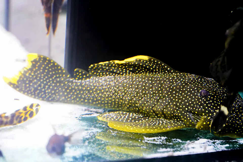 Baryancistrus xanthellus  L081 - Pepita de Ouro - 20-22 cm 6