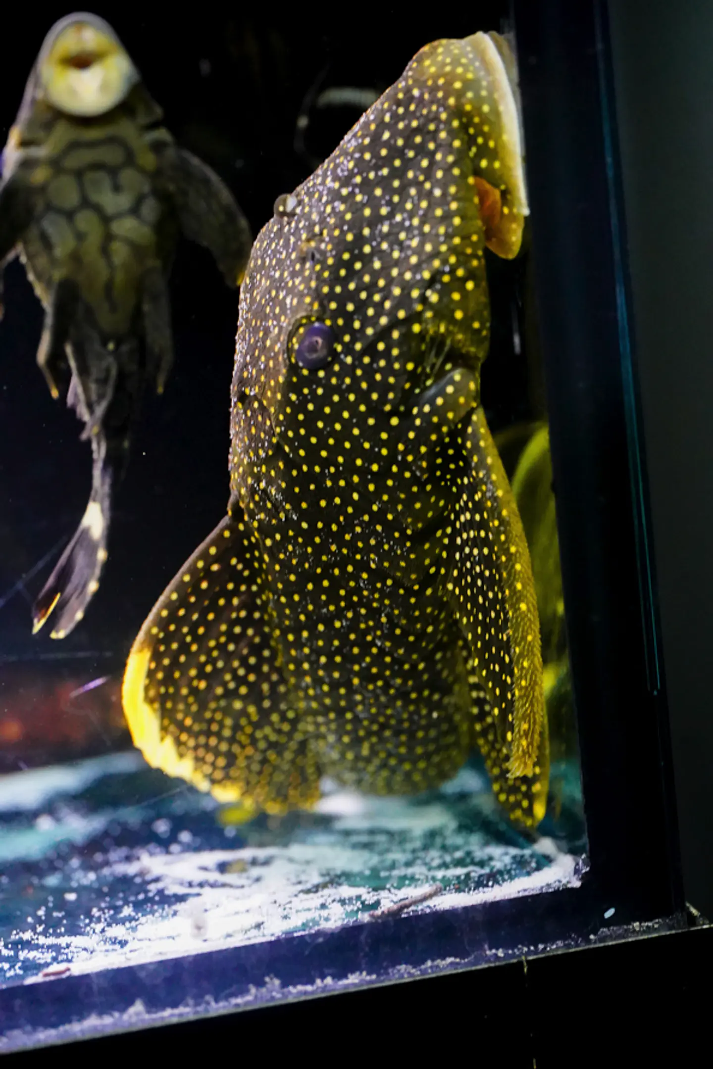 Baryancistrus xanthellus  L081 - Pepita de Ouro - 20-22 cm 3