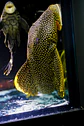 Baryancistrus xanthellus  L081 - Pepita de Ouro - 20-22 cm - thumbnail 3