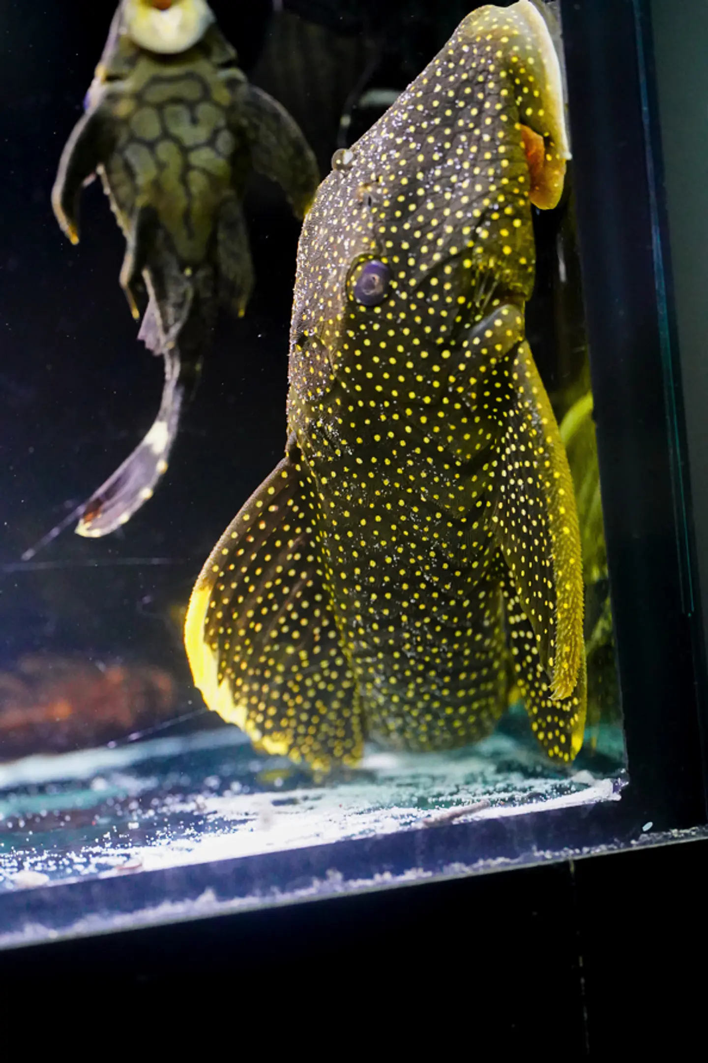 Baryancistrus xanthellus  L081 - Pepita de Ouro - 20-22 cm 5