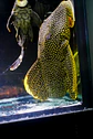 Baryancistrus xanthellus  L081 - Pepita de Ouro - 20-22 cm - thumbnail 5