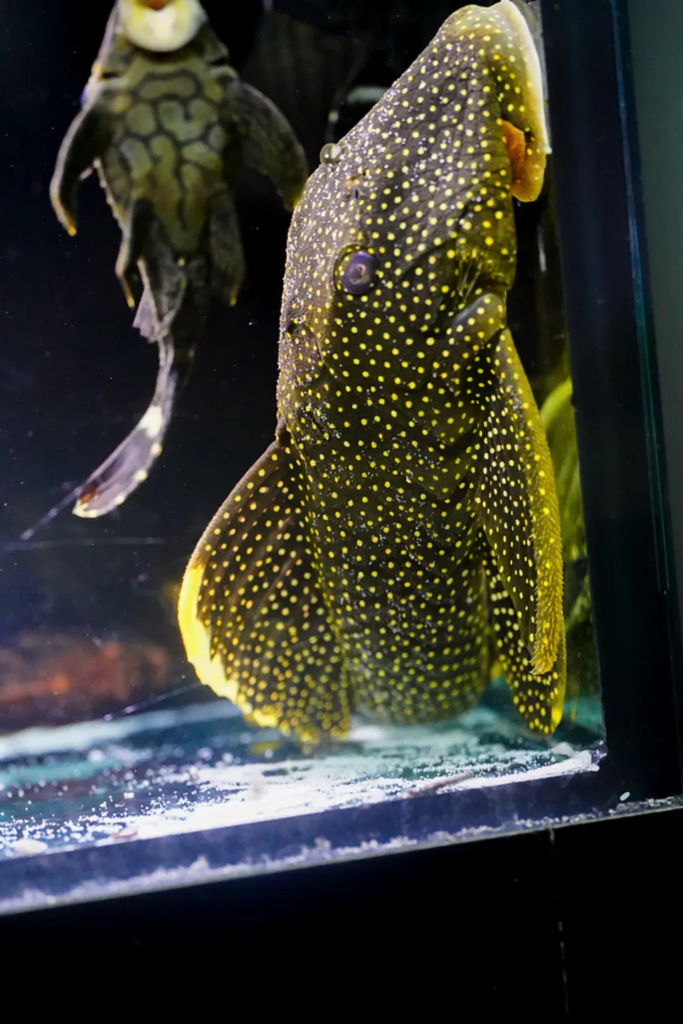 Baryancistrus xanthellus  L081 - Pepita de Ouro - 20-22 cm 5