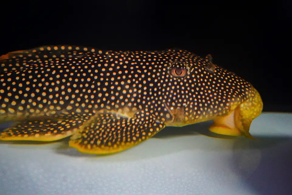Scobinancistrus aureatus - L014 - 22-28 cm 1