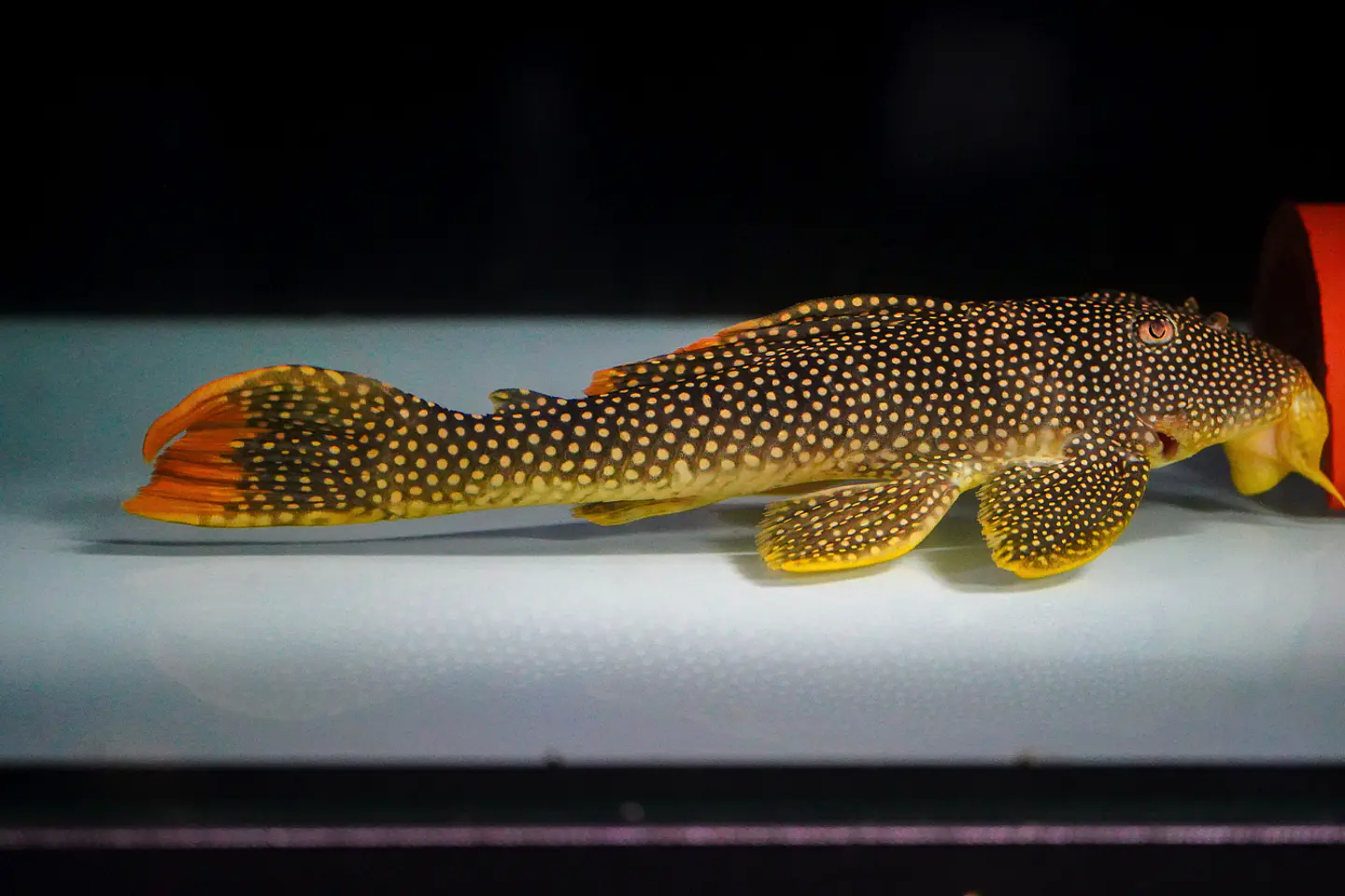 Scobinancistrus aureatus - L014 - 22-28 cm 2