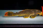 Scobinancistrus aureatus - L014 - 22-28 cm - thumbnail 2