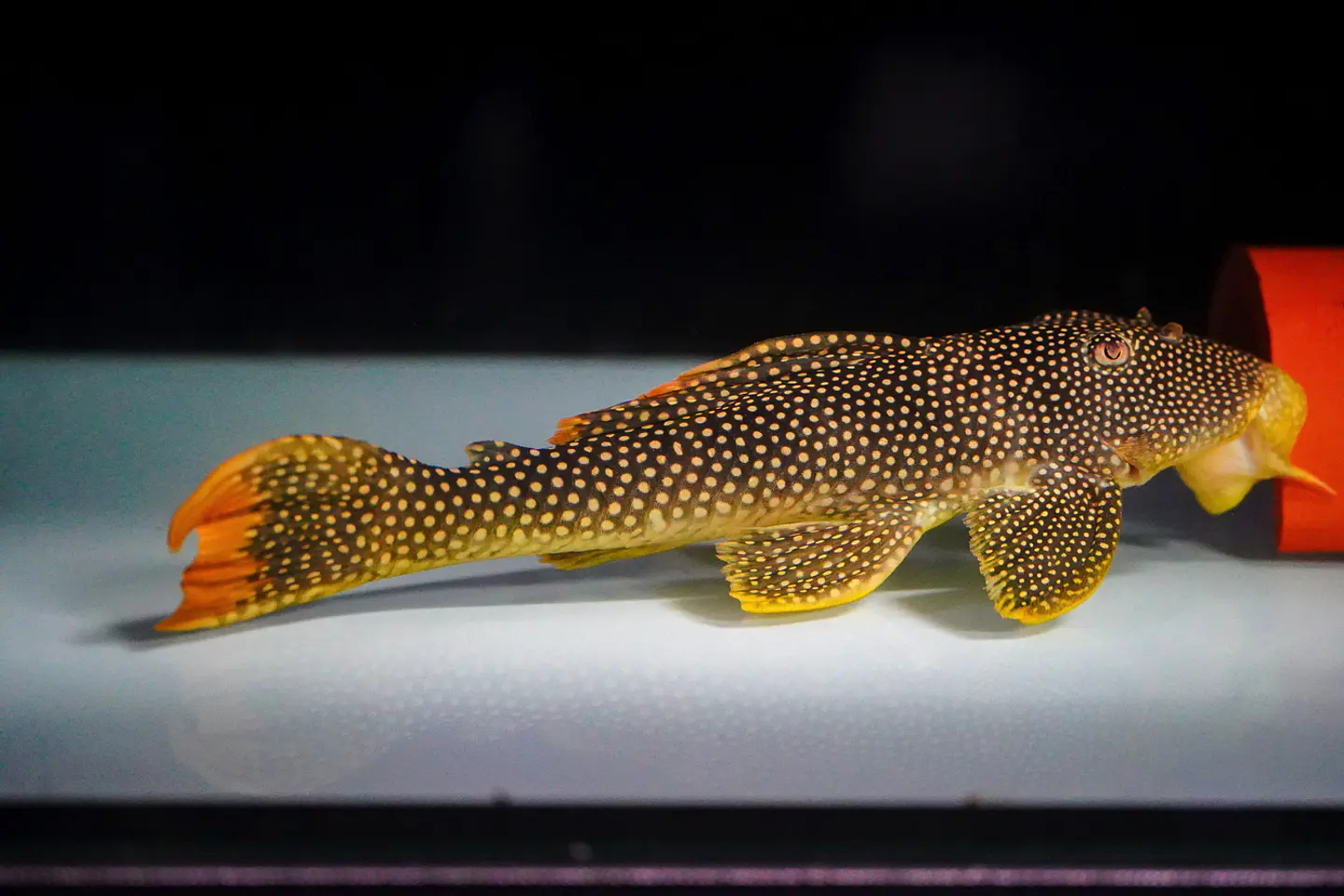 Scobinancistrus aureatus - L014 - 22-28 cm 3