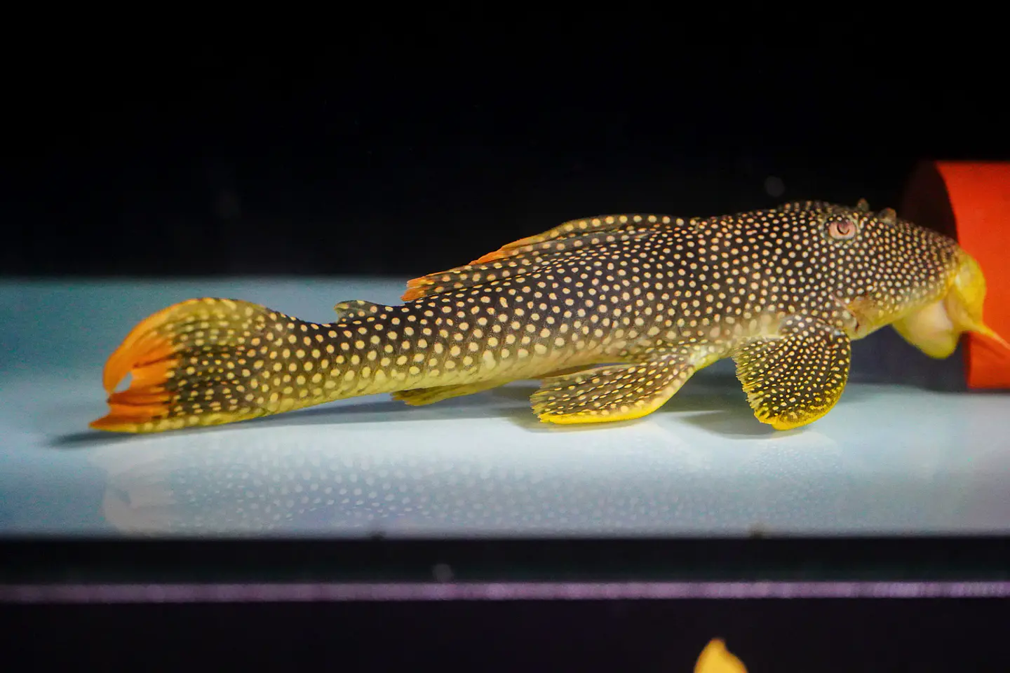 Scobinancistrus aureatus - L014 - 22-28 cm 4