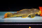 Scobinancistrus aureatus - L014 - 22-28 cm - thumbnail 4